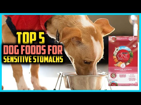 ✅Top 5 Best Dog Foods for Sensitive Stomachs of 2024